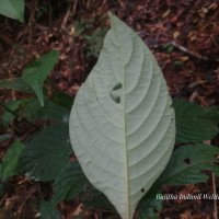 Gymnostachyum paniculatum T.Anderson